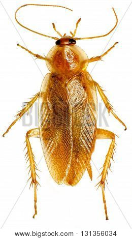 Cockroach on white Background  - Ectobius sp.