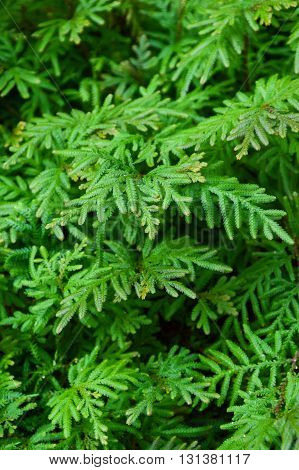 close up fresh green Selaginella involvens fern in garden