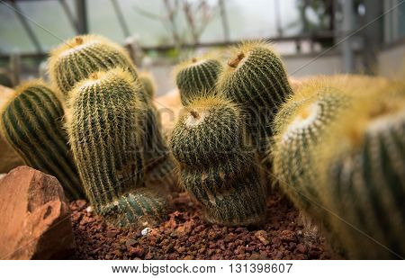 The spherical cactus in the desert. nature