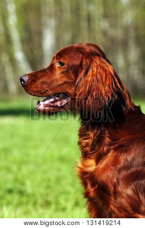 Beautiful dog Irish setter in summer closeup portrait in profile
