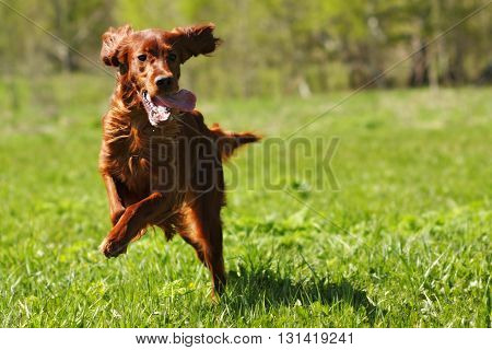 lucky dog Irish setter playing in the summer on the grass running fast