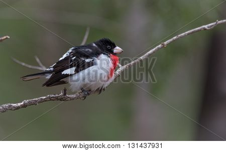 A Rose Breasted Grosbeak (Pheucticus ludovicianus) lands on a nearby tree branch and puffs up against a chilly springtime breeze.  Briefly views his surroundings.