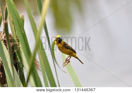 A yellow sparrow bird hang on cattail