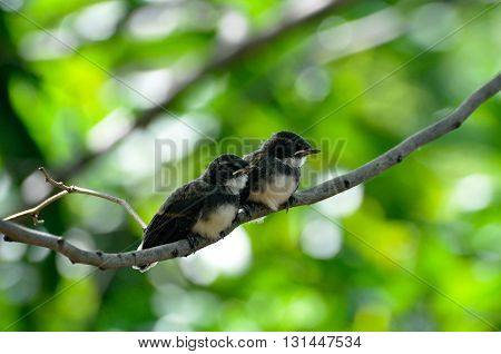 two young birds hold on a twig
