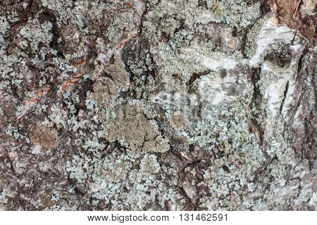 texture of the old Russian birch. The bark of old trees