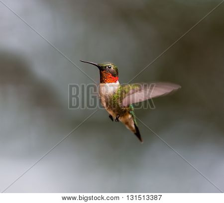 Ruby Throated Hummingbird male, after its long migration from the south to the north. Hovering in space in a boreal forest in Quebec Canada.