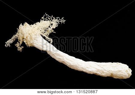 The Dried Bamboo mushroom on black background.
