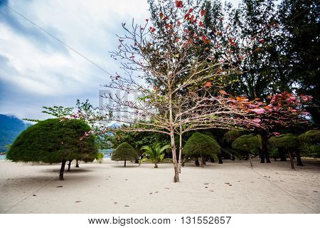 Flora on tropical island Koh Phangan in Thailand. Nature on Chalokum beach.