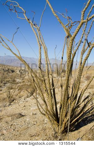 Ocotillo