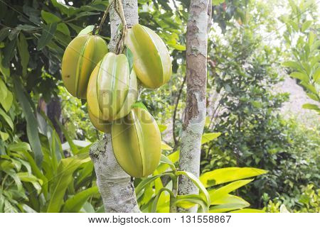 Star apple or Fresh Star apple fruit Carambola on tree in thailand fresh fram
