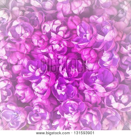 Beautiful floral background with flowers of lilac. Spring background with lilac. Lilac close-up.