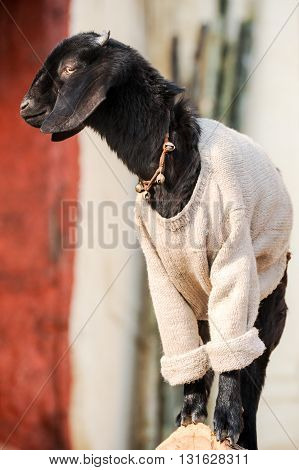 Small dressed goat portrait in Varanasi, India