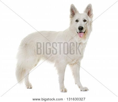 White Swiss Shepherd Dog in front of white background