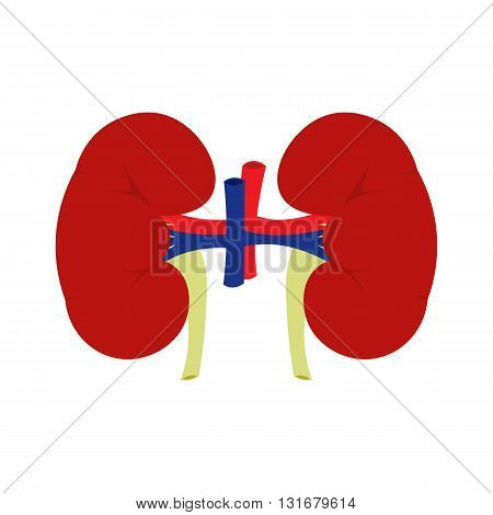 Human kidney vector illustration. Human kidney on white background. Human kidney vector illustration. Human kidney vector