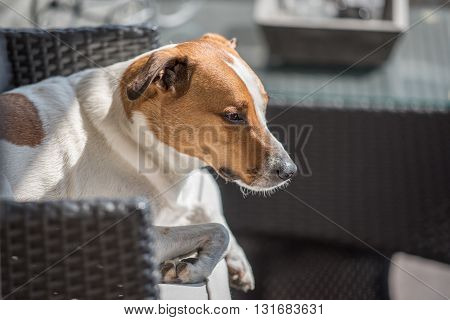 Danish Swedish Farmdog resting. This breed, which originates from Denmark and southern Sweden is lively and friendly.