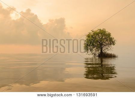 Seascape sunrise with mangrove apple stands lonely