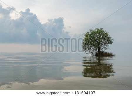 Seascape with mangrove apple stands lonely in the sea