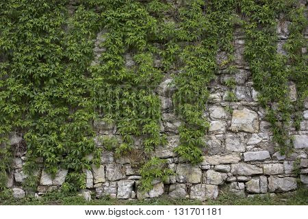 Stone old wall with heather. Stone wall texture. Old rock blocks in old medieval brick. Exterior historical country situation with fencing. Village rural foundation background.