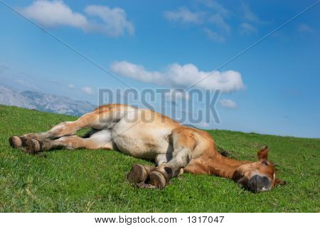 Paard slapen In het gras