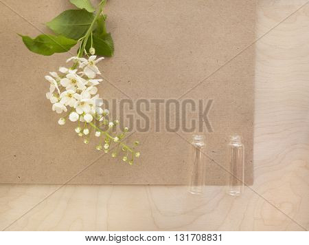 Flowers bird-cherry with blank sheet of old paper. Bird-cherry flowers in small bottles. Photo for label, calendar, posters, wallpapers, mock-ups. Vintage cardboard.