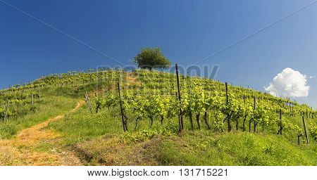 Hill with vineyard at Montevecchia (Lecco Brianza Lombardy Italy) at spring