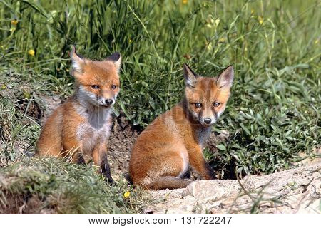 red fox cubs resting near the burrow ( Vulpes vulpes )
