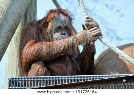 An orangutan watching from a platform outside