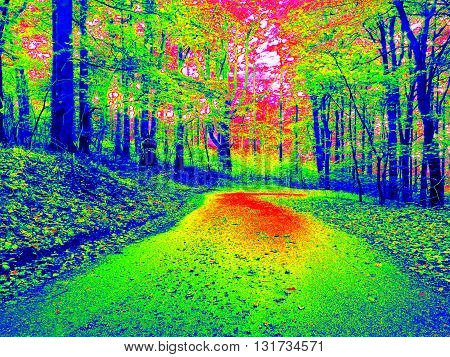 Forest Way  In Infrared Photo. Amazing Thermography.