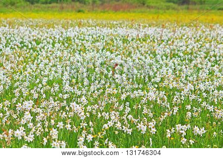 Valley of Narcissi in Khust, Ukraine - in may there are dandelions and narcissuses