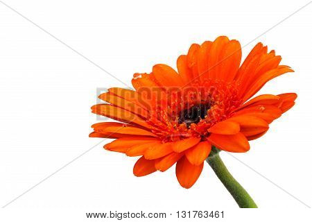 Orange Gerbera Daisy Against A White Bckground