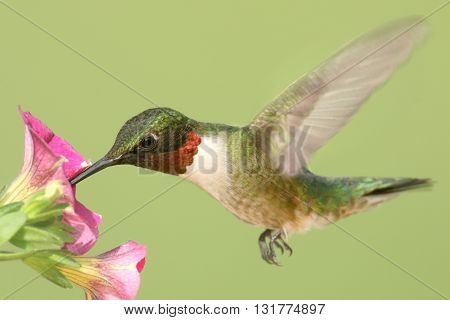 Male Ruby-throated Hummingbird (archilochus colubris) in flight at a flower with a green background