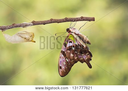 Tailed Jay Butterfly With Shell Of Chrysalis