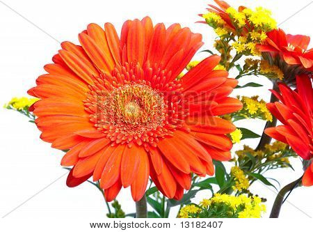 Røde Gerbera.