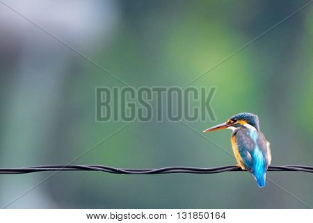 a beautiful blue bird On the cables