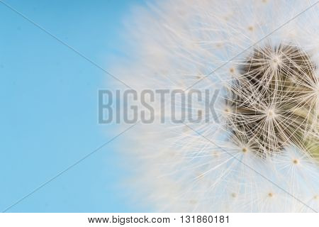Dandelion abstract blue background. White blowball over blue sky and copy space. Shallow depth of field.