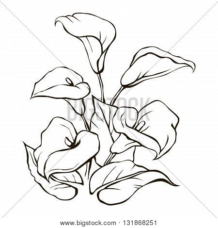White calla lilies on a white background circuit