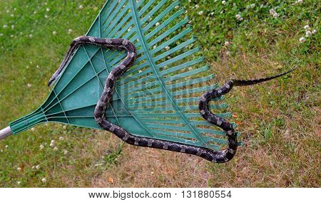 Rat snake crawling on a rake in outdoor setting