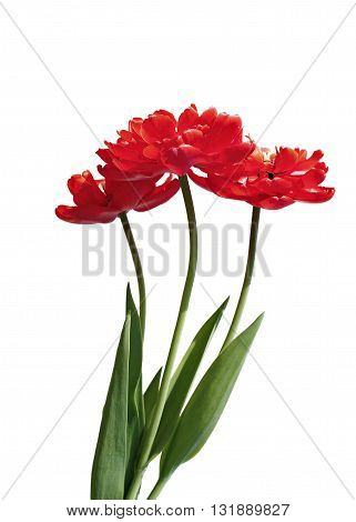 Bouquet of red terry multilobal tulips isolated on white background