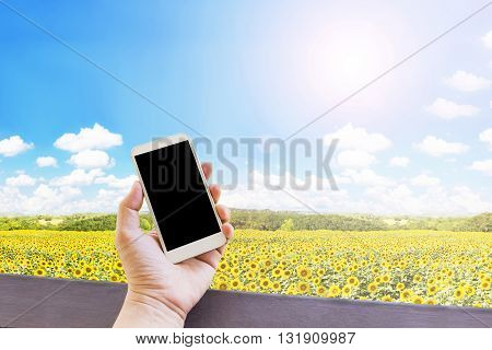 Hand Hold Blank Empty Screen Mobile Phone Or Cellphone In Relax Day At Sunflowers Field With Nature