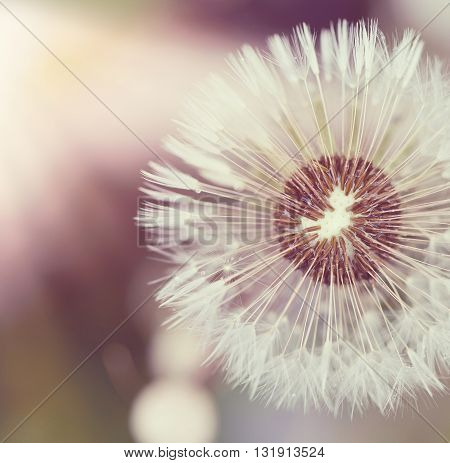 Close Up Of Dandelion On Background Green Grass
