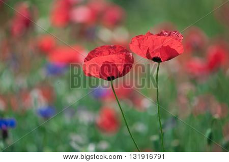 Poopy, Macro photo of opened with red poppies in the spring