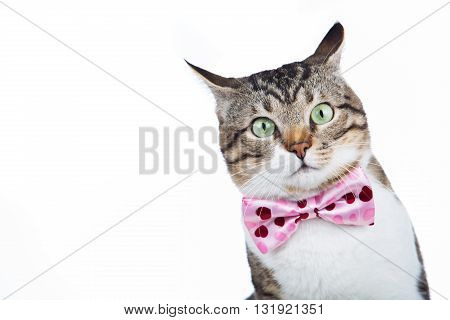 Surprised Cat looking up with a ribbonbow sitting and looking up isolated on blue background.