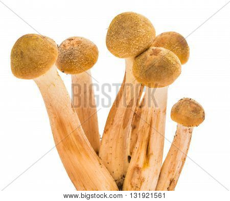 edible mushrooms honey isolated on white background
