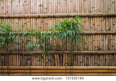 Bamboo texture wallpaper wooden detail  tree beautiful