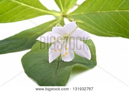 Forest flower the Trientalis europaea close-up it is isolated on a white background