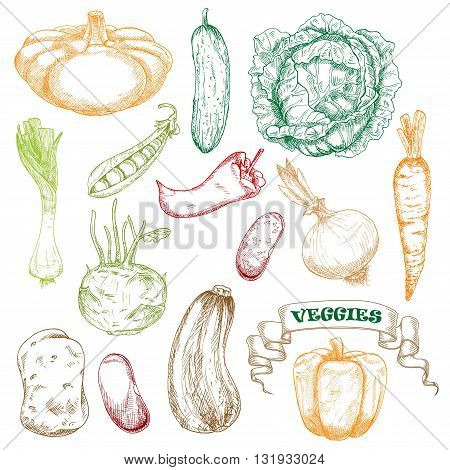 Wholesome fresh orange carrot and bell pepper, green juicy cabbage and cucumber, sweet pea, kohlrabi and leek, ripe beans and potato, zucchini and patty pan squash, hot chili pepper and onion vegetables sketches