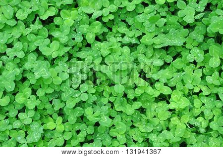 green spring clover leaves with dew background