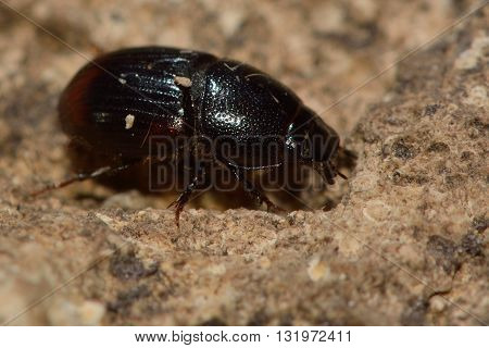 Aphodius haemorrhoidalis dung beetle. Insect in the family Scarabaeidae commonly found in cow pats