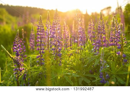 Field of blooming violet lupines on sunset. Horizontal