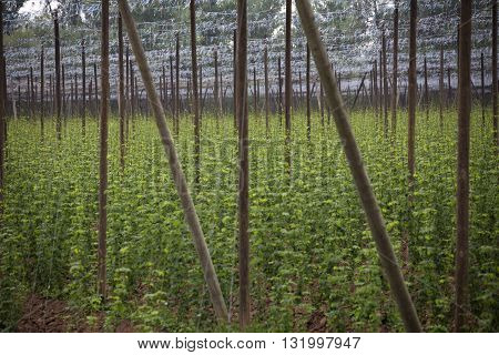 Garden hop landscape in spring. Agriculture landscape. Garden hops care constructions in rows. Farm field with garden hop.